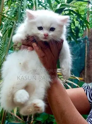 Persian Cat