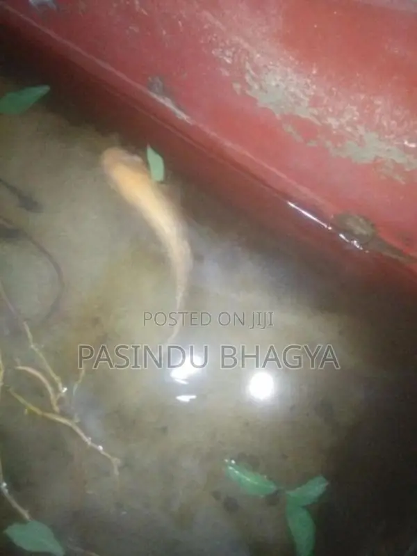 Jam Gurmi Fish