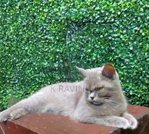 British Shorthair Female Cat