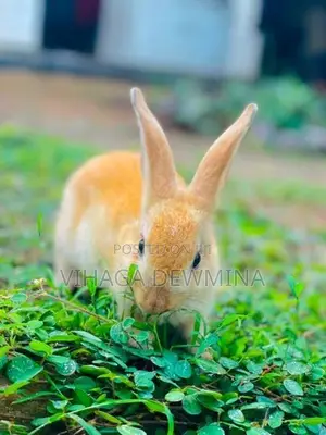 Rabbit