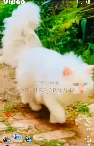 Persian Cat