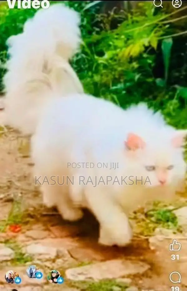 Persian Cat