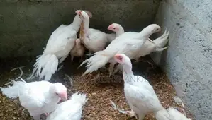 Parrot Beak Long Tail Rooster