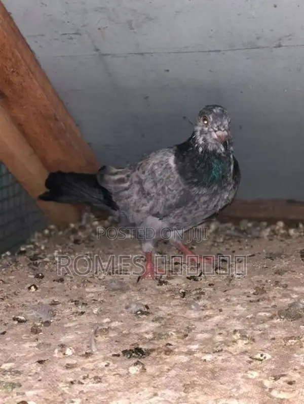Pigeons