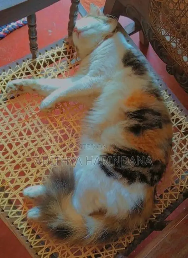 Persian Cat
