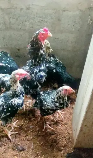 Shamo Chicks