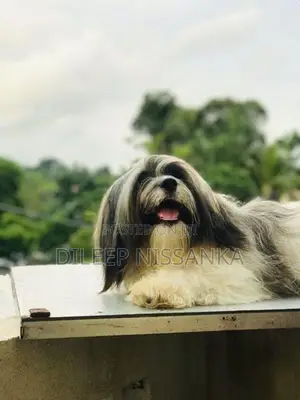 Shish Tzu Puppy