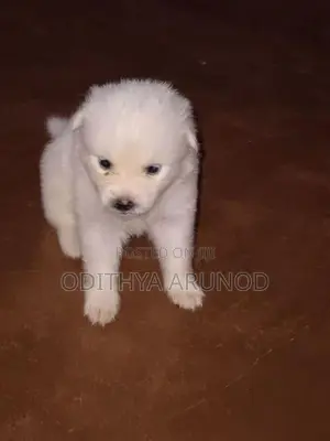 Lion Pomaneriyan Dogs