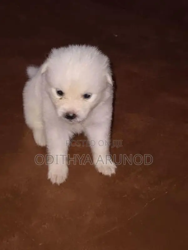 Lion Pomaneriyan Dogs