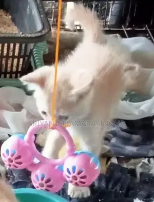 Persian Cats
