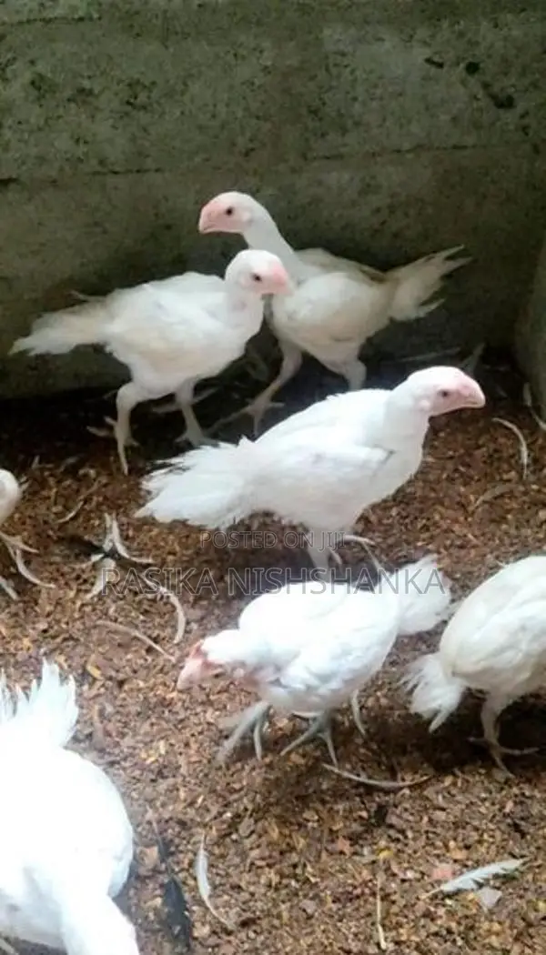 Parrot Beak Long Tail Rooster
