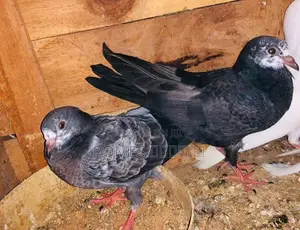 Pigeons