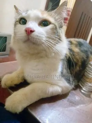 Persian Cat