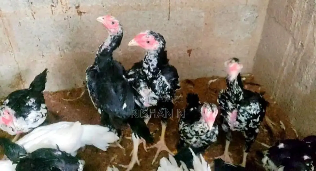 Shamo Chicks