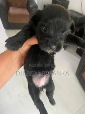Shish Tzu Puppy