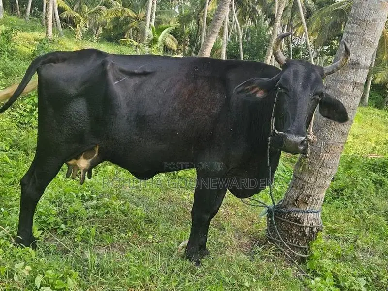 කිරි ඵළදෙන