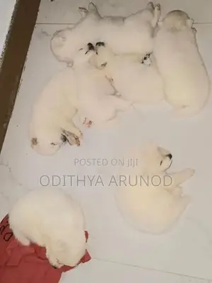 Lion Pomaneriyan Dogs