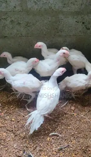 Parrot Beak Long Tail Rooster