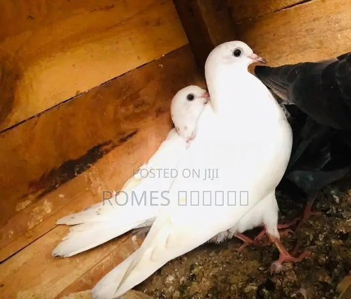 Pigeons