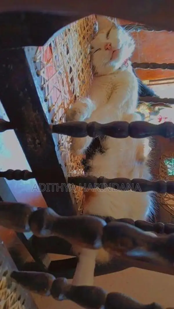 Persian Cat