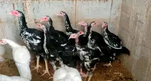 Shamo Chicks