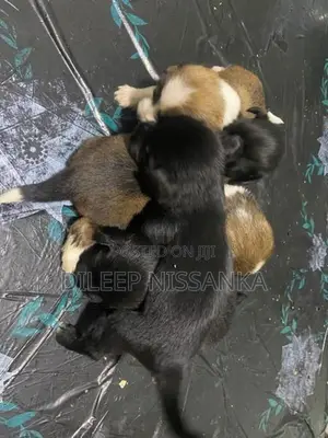 Shish Tzu Puppy