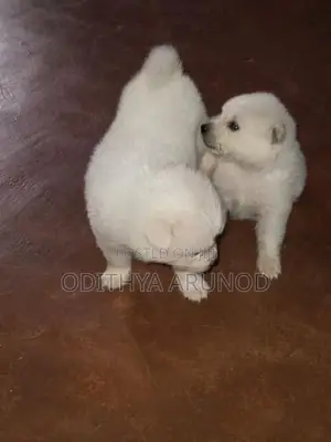 Lion Pomaneriyan Dogs
