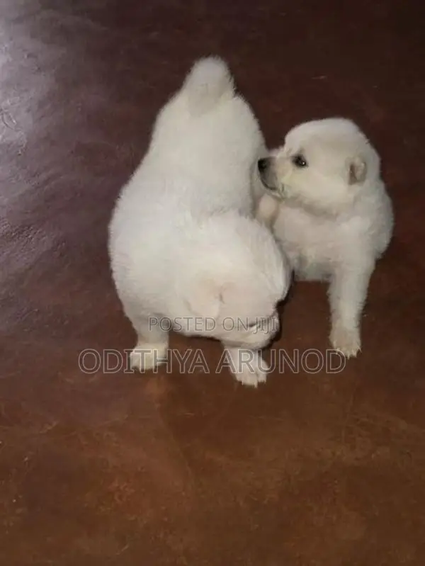 Lion Pomaneriyan Dogs