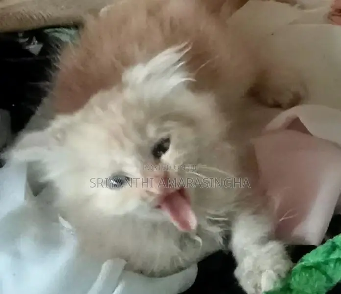 Persian Cats
