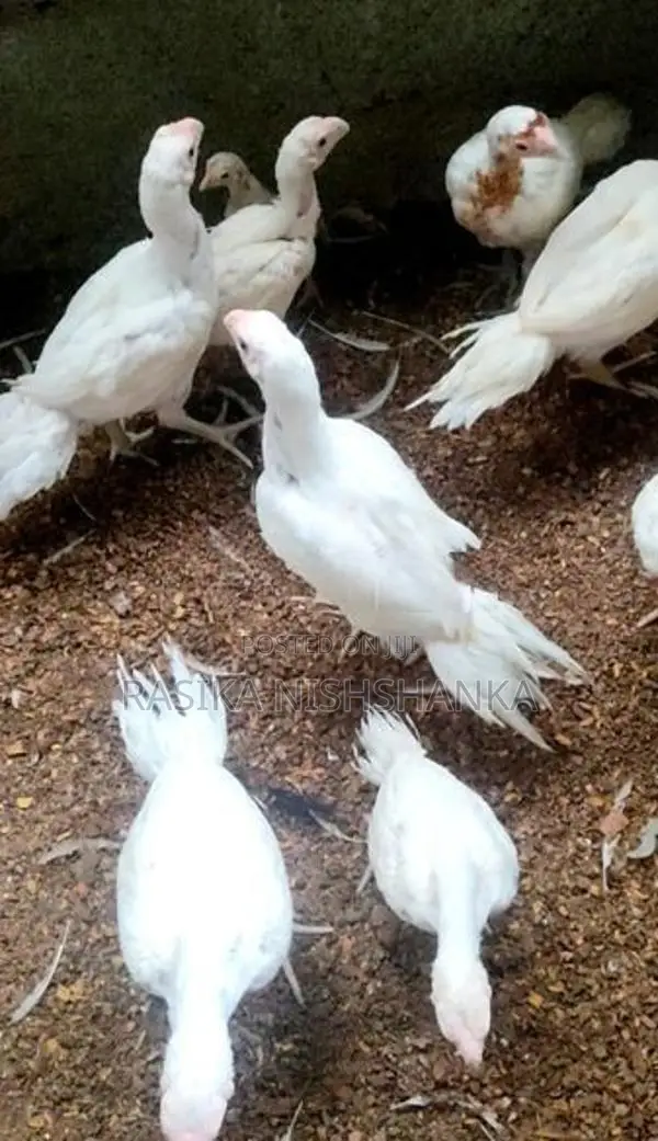 Parrot Beak Long Tail Rooster