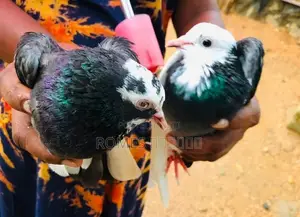Pigeons