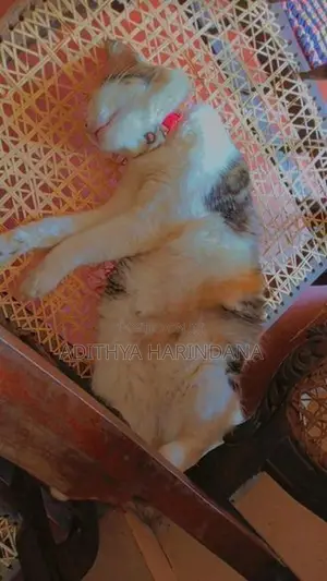 Persian Cat