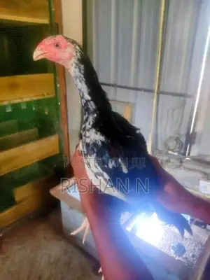 Shamo Chicks