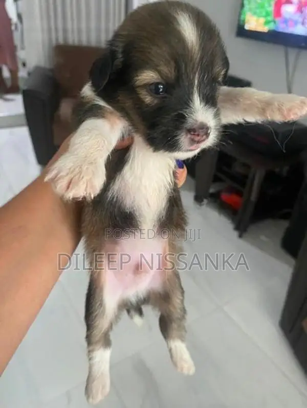 Shish Tzu Puppy