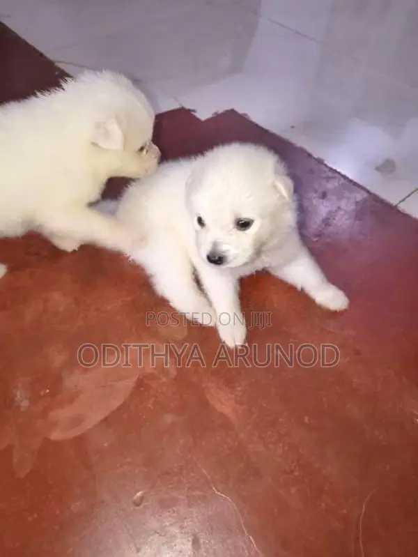 Lion Pomaneriyan Dogs