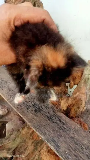 Persian Cats