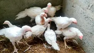 Parrot Beak Long Tail Rooster