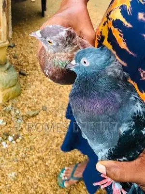 Pigeons