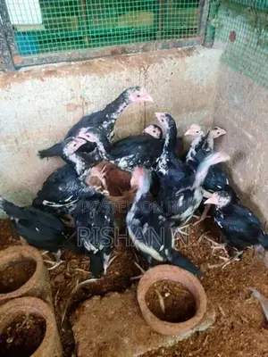 Shamo Chicks
