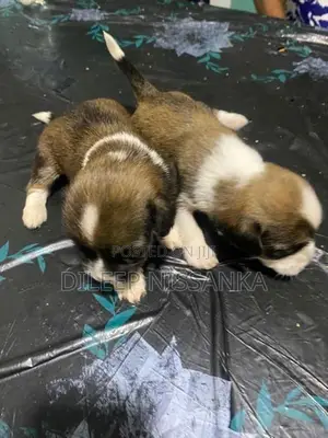 Shish Tzu Puppy
