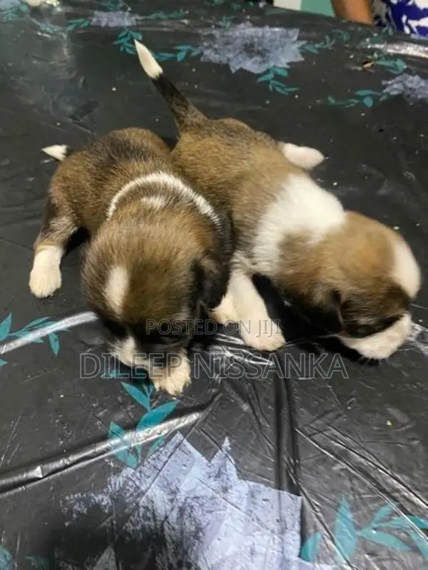 Shish Tzu Puppy