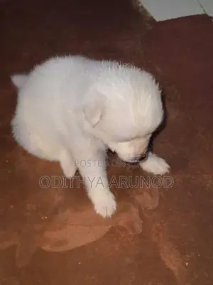 Lion Pomaneriyan Dogs