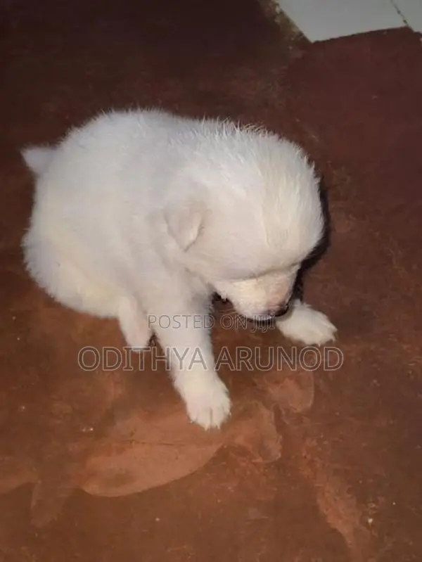 Lion Pomaneriyan Dogs