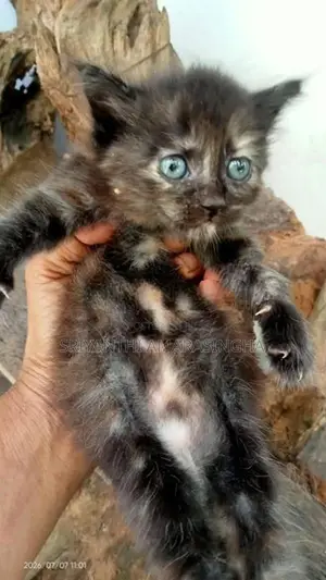 Persian Cats