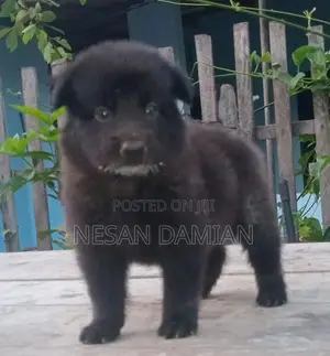 German Shepherd Puppies