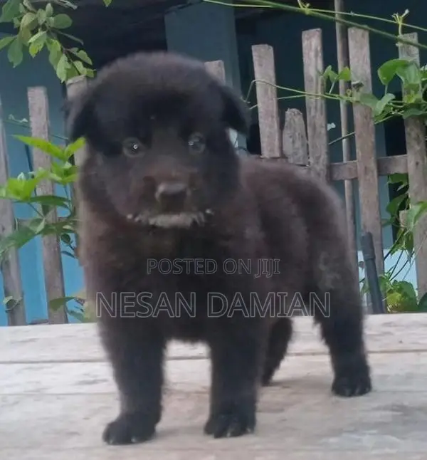 German Shepherd Puppies