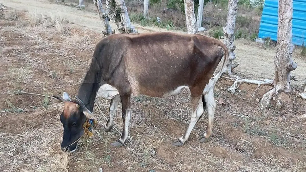 சினை மாடு