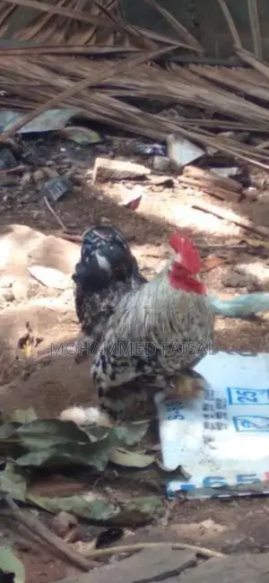 Brahma Chicken