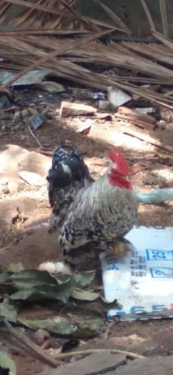 Brahma Chicken