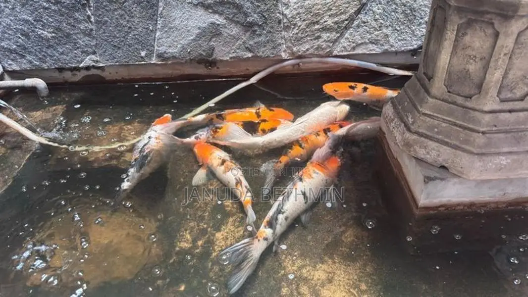 Carp Fish